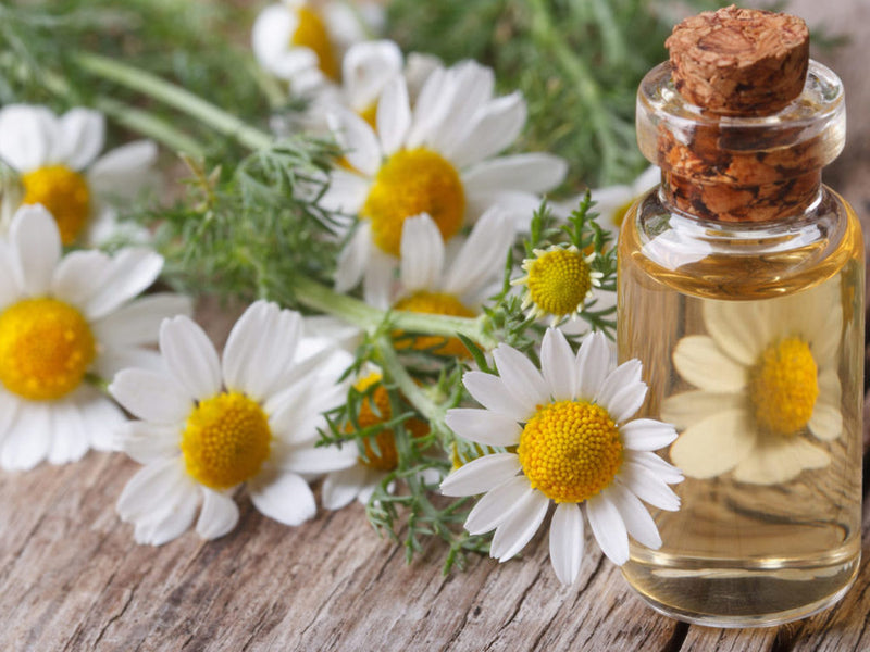 The Science of Chamomile Deciphered