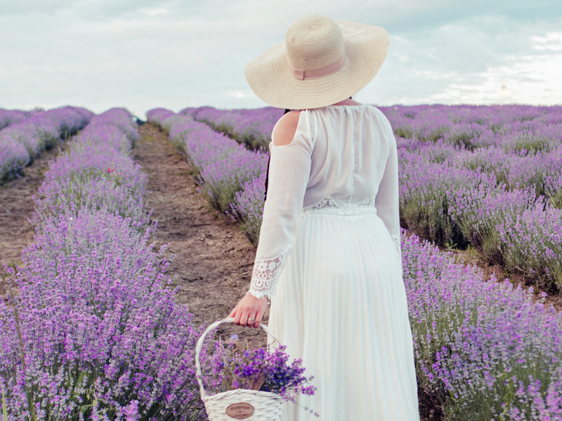 True Origin Lavender: A Breath of Summer in the South of France