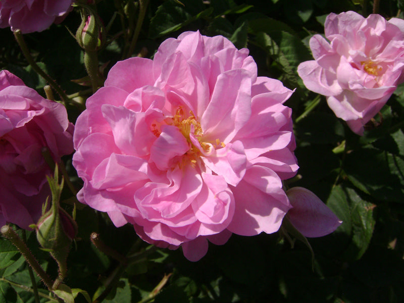 Rose de Mai: A Coveted Scent of Happiness